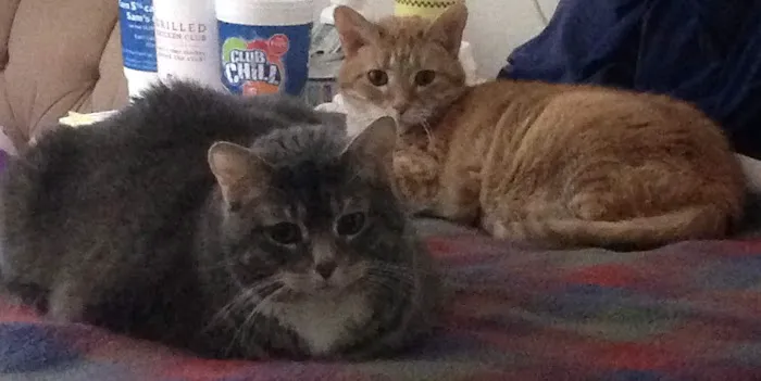 Oak Hills Animal Hospital Picture 7