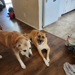 Banfield Pet Hospital