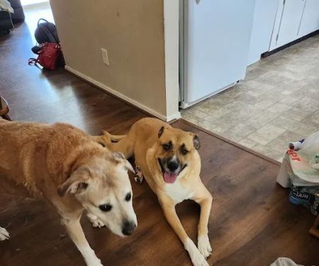 Banfield Pet Hospital
