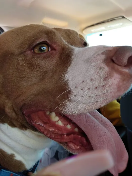Banfield Pet Hospital Picture 4