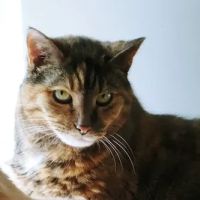 Glenway Animal Hospital ico