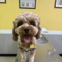 W&W Veterinary Services, PLLC ico