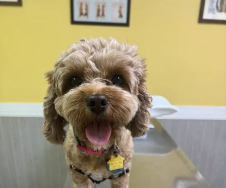 W&W Veterinary Services, PLLC