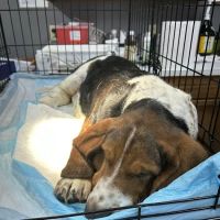 Minter & Moore Veterinary Clinic ico