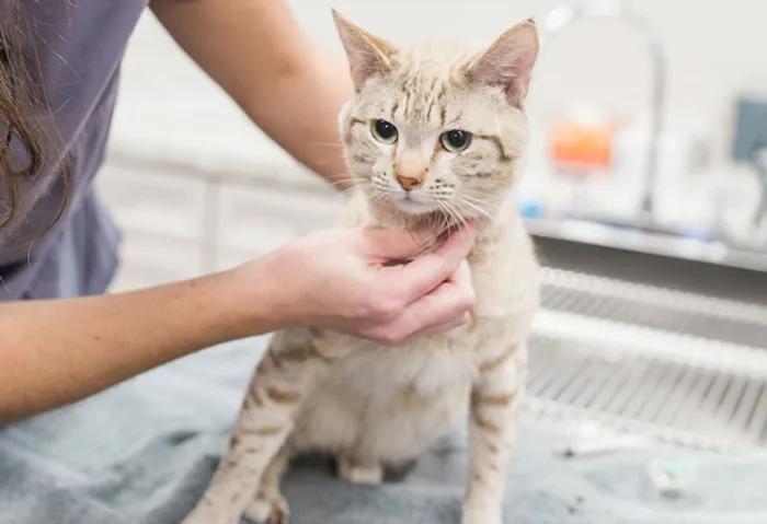 Skipworth Veterinary Clinic Picture 9