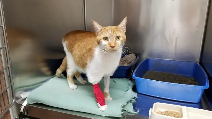 Silver Creek Animal Hospital PLLC Picture 2