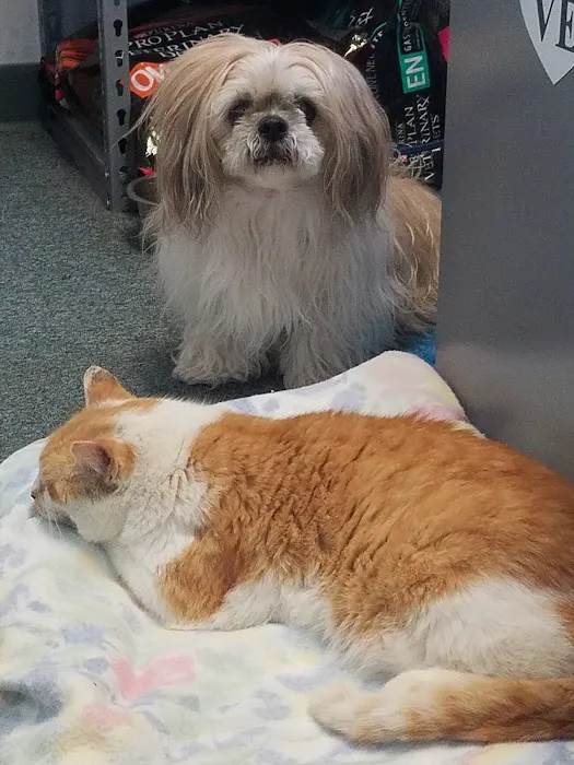 Silver Creek Animal Hospital PLLC Picture 3