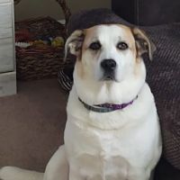 Lewis Veterinary Practice ico