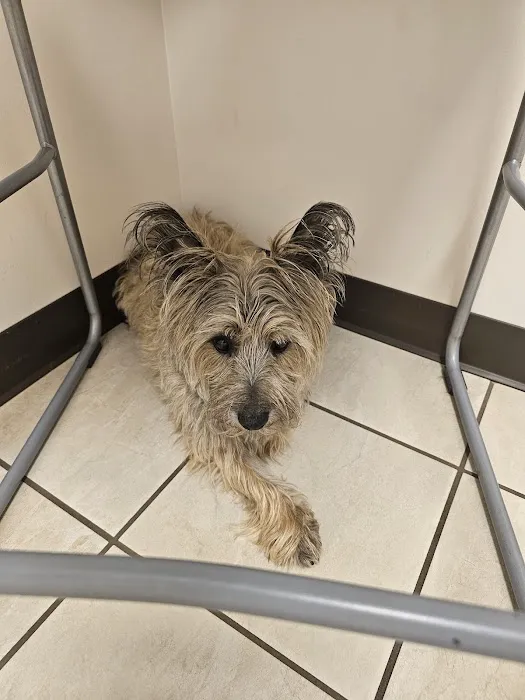Berea Animal Hospital Picture 8