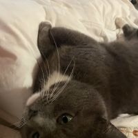 Berea Animal Hospital ico