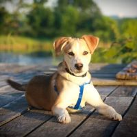 By-Pass Animal Clinic ico