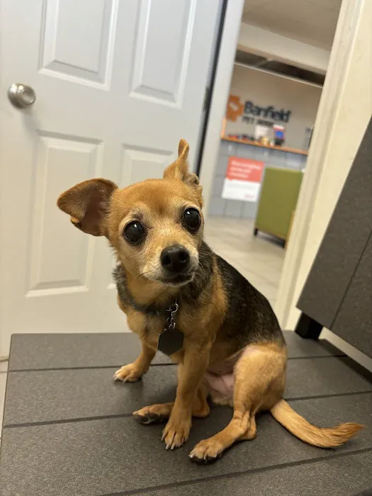 Banfield Pet Hospital Picture 3