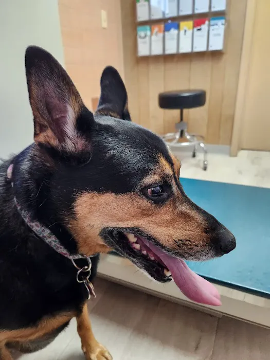 Westside Animal Hospital Picture 2