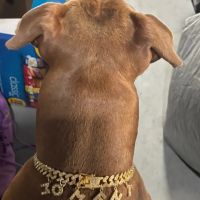 Banfield Pet Hospital ico
