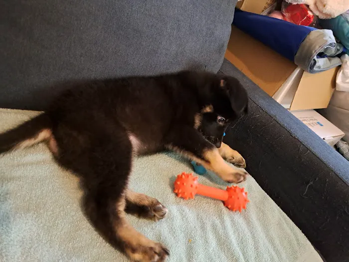 Banfield Pet Hospital Picture 3
