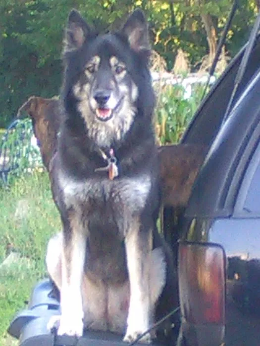 Arcanum Veterinary Service Picture 5