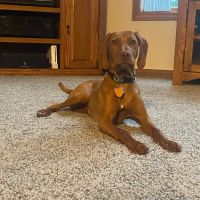 Arcanum Veterinary Service ico