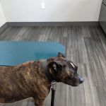 Lynn Veterinary Hospital