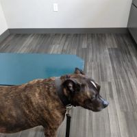 Lynn Veterinary Hospital ico