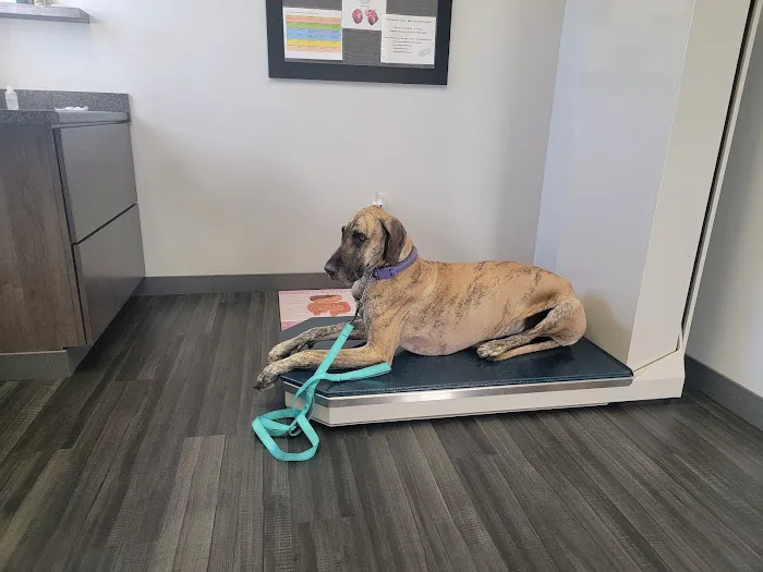 Lynn Veterinary Hospital Picture 4