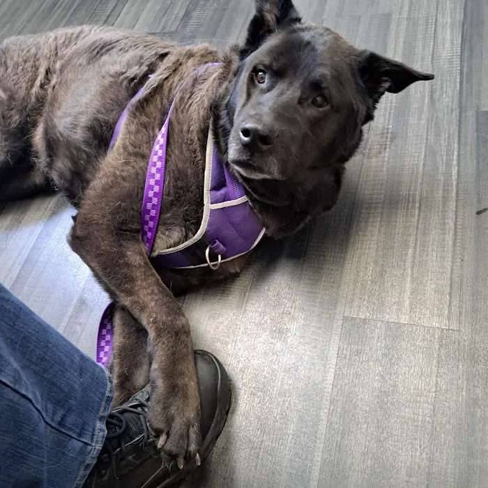 Lynn Veterinary Hospital Picture 2