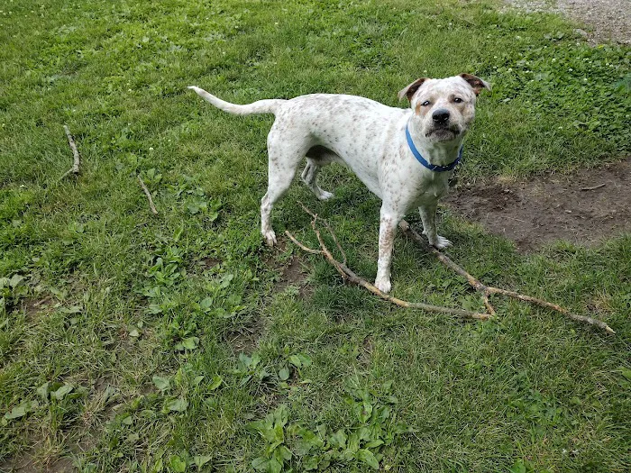 Logue's TLC Pet Hospital, LLC Picture 7
