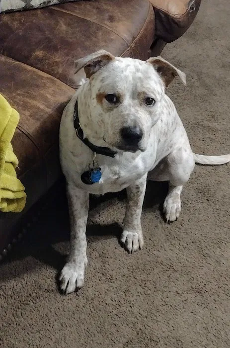 Logue's TLC Pet Hospital, LLC Picture 4