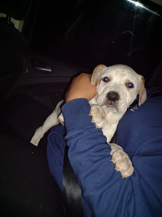 Logue's TLC Pet Hospital, LLC Picture 9