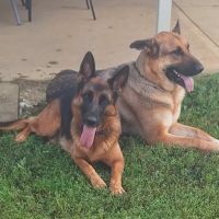 Logue's TLC Pet Hospital, LLC ico