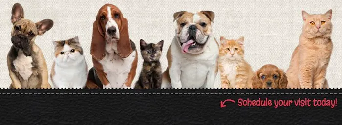 Animal Hospital of Richmond Picture 2