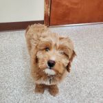 Animal Hospital of Richmond