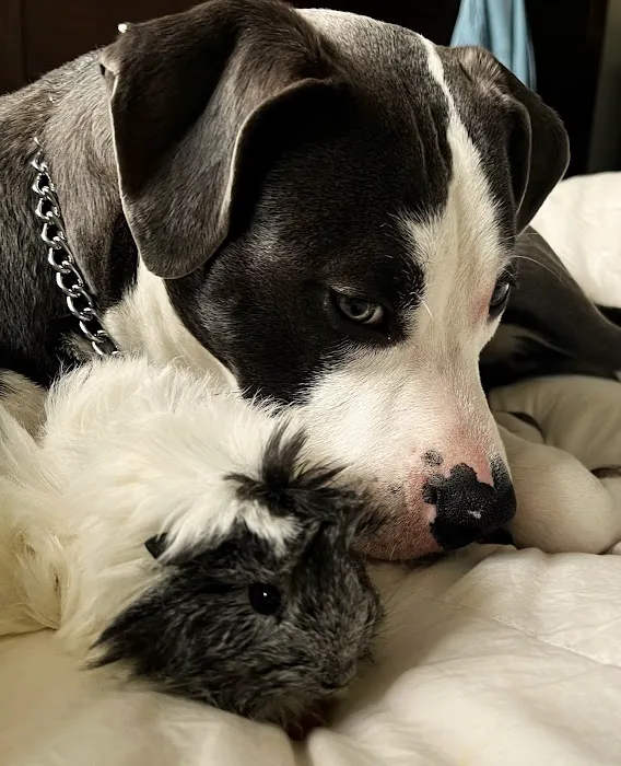Boulevard Animal Hospital Picture 1