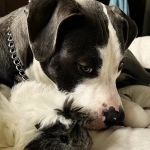 Boulevard Animal Hospital