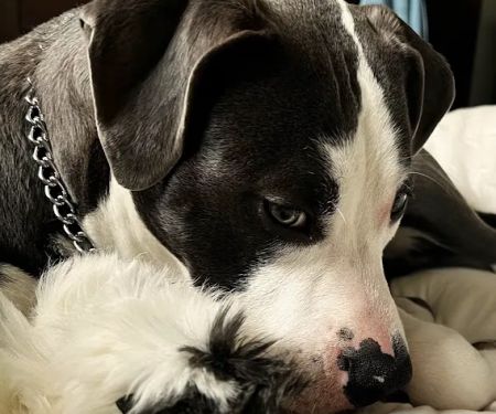 Boulevard Animal Hospital
