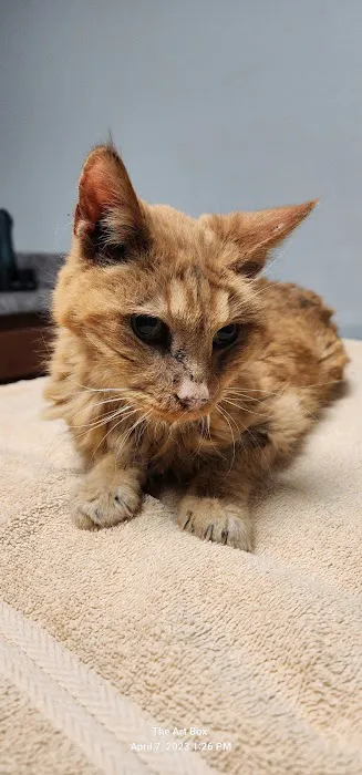 Animal Care Alliance Picture 4