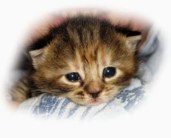 Animal Care Alliance Picture 1