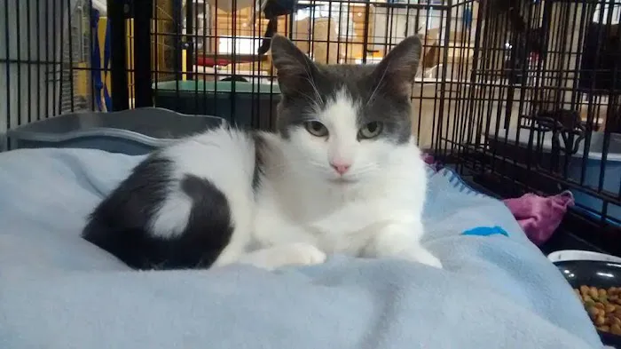 Animal Care Alliance Picture 3