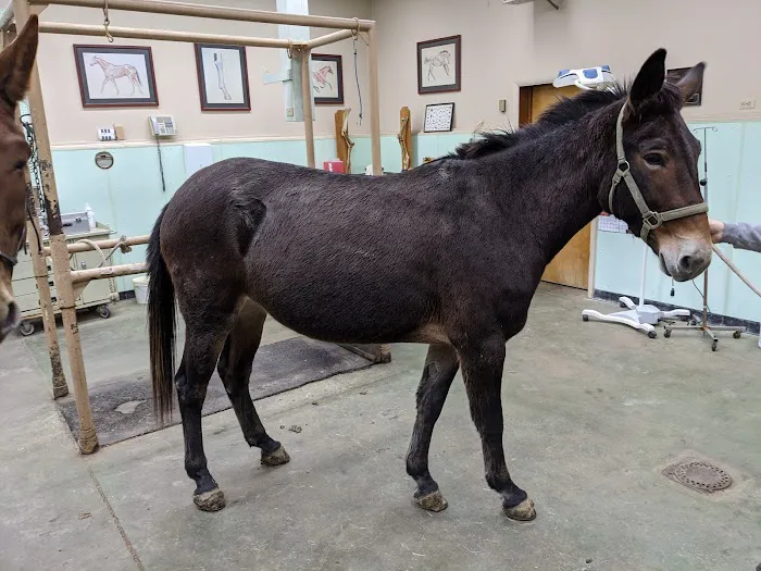 Grove Veterinary Clinic Picture 10