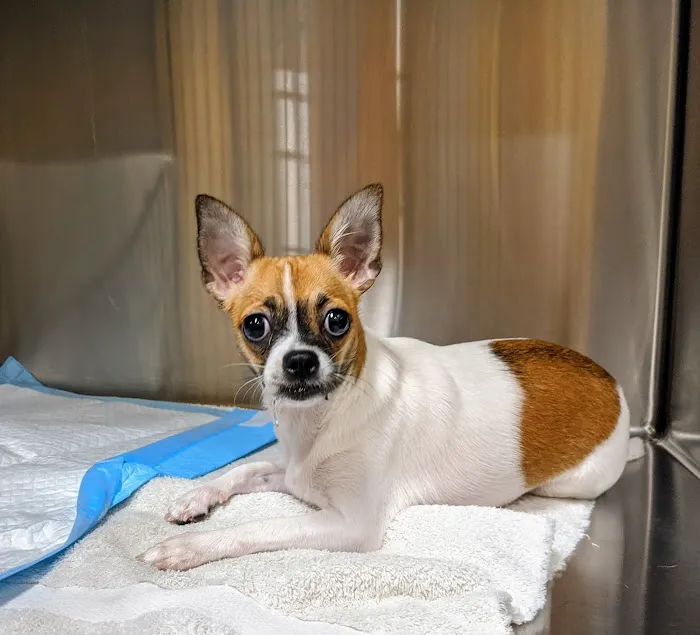 Grove Veterinary Clinic Picture 3