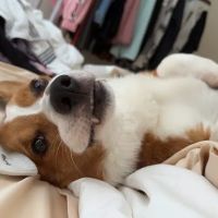 Oxford Veterinary Hospital ico