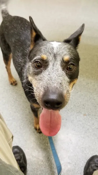 Animal Care Clinic Picture 2