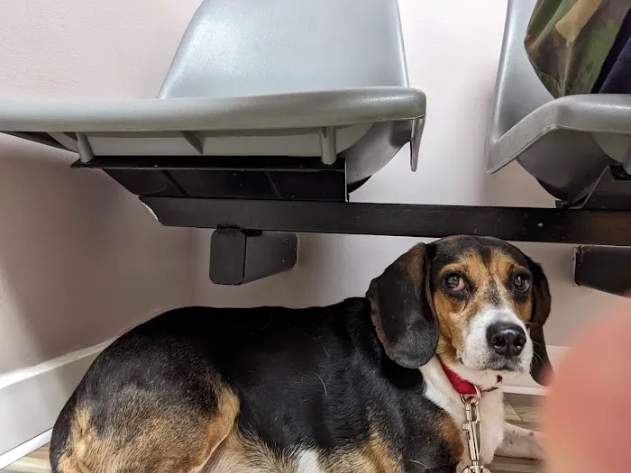 Animal Care Clinic Picture 1