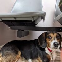Animal Care Clinic ico