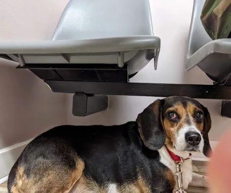 Animal Care Clinic