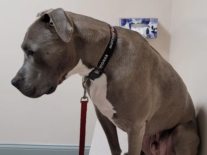 Harrison Animal Hospital Picture 3