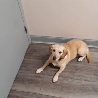 Harrison Animal Hospital ico