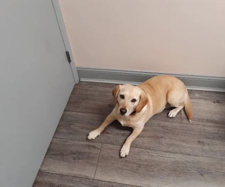Harrison Animal Hospital