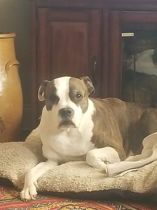 Harrison Animal Hospital Picture 7