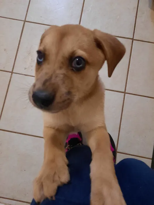 La Vernia Veterinary Hospital Picture 6