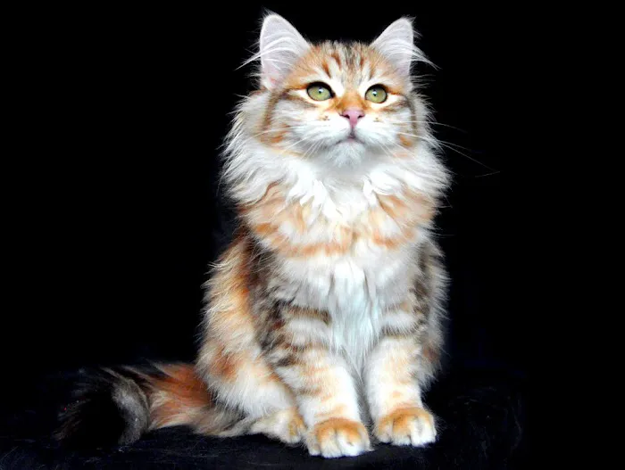 QuiVive Siberians Picture 6